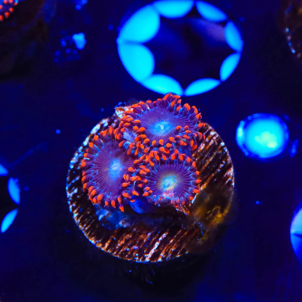 TSA Circus Freak Zoanthid